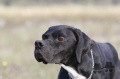 Pedigree SIRO DEGLI UBERTI Pedigree SIRO DEGLI UBERTI